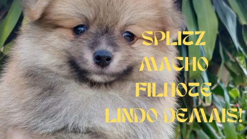 Spitz Alemão Macho Filhotes fofura lindo demais!