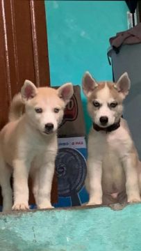 Filhote Husky siberiano