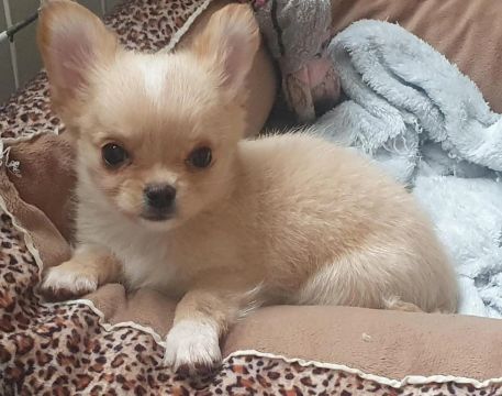 Chihuahua mini filhotes 