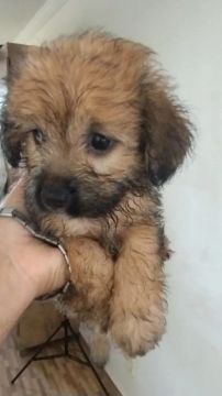 Filhote de poodle com Lhasa apso 