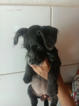 Spitz alemão com poodle 