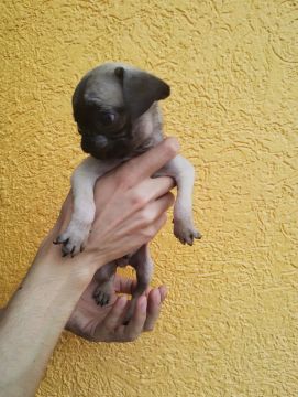 Pug fêmea PROMOÇÃO ÚLTIMA 