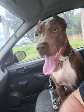 Filhote pitbull macho para adoção 