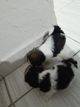 Vendo Dois filhotes Shih Tzu puros