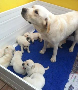 Labrador: Energia, Inteligência e Amor Incondicional!