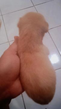 Shitzu com ilhasa micro fêmea 