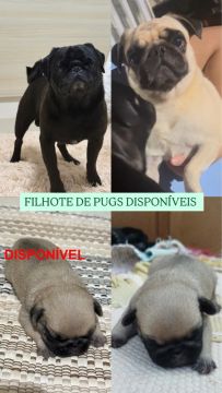 Pug puro disponível machinho 