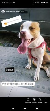 Pitbull para adoção
