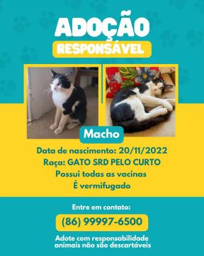 Gato SRD Macho para Adoção Responsável