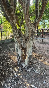 Pé de jabuticaba com 6 metros de altura