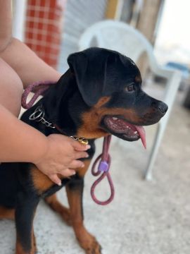 Filhote Rottweiler 7 meses 