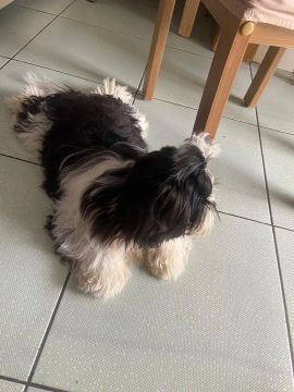 Vendo shitszu raça pura 
