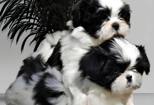 Dois filhotes Shih Tzu lindos!