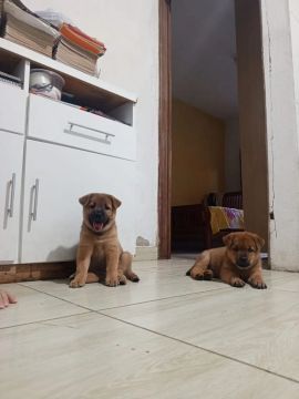 Filhotes de chow chow 