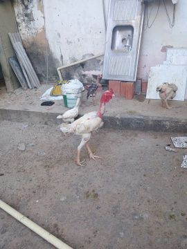 Galo Índio Gigante