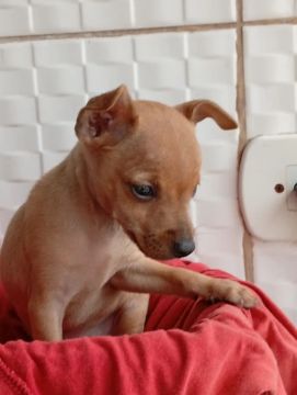 Pinscher 0 promoção fêmea 