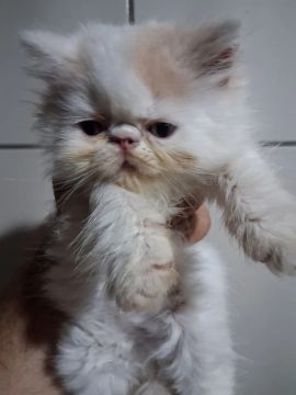 Gatinho Persa 