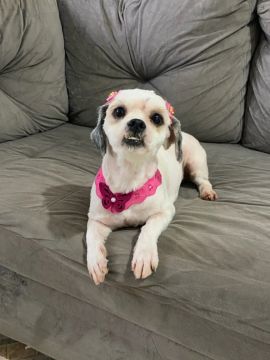 Shih tzu fêmea no Cio 700,00