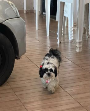 PROCURA-SE SHIH TZU MYA, TEM RECOMPENSA!