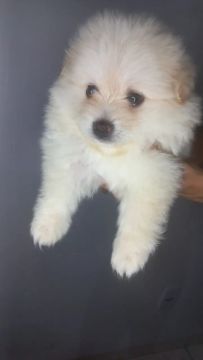 Filhote de Spitz Alemão