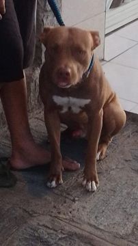 Pitbull para cobertura 