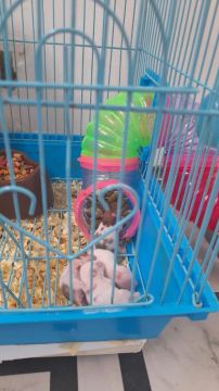 Vendo Hamster