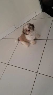 venda de shih tzu macho