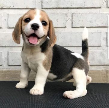 Beagle Chamar whats *