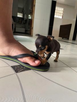 Filhotes de Pinscher Zero