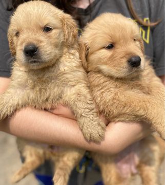 Filhotes de Golden retriever (reservas)