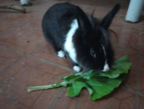 Coelhinho preto e branco fofinho para adoção