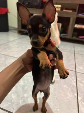 pinscher 