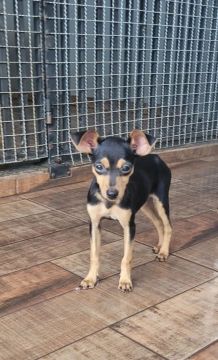 Filhote de Pinscher Macho 