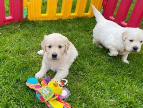 Golden retriever ,, belos filhotes esperando por você agora