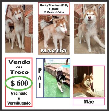 Vendo ou Troco filhote Husky Siberiano Wolly ( Macho )