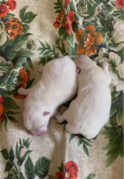 Spitz alemão anão branco neve