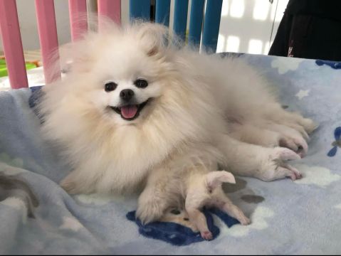 Vendo lindos filhotes de lulu da pumeranian 