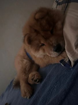 Chow chow 2 meses 