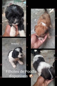 Filhote de Poodle