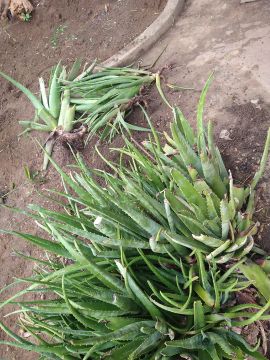 Mudas de Aloe Vera