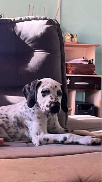 Filhote Dálmata - Adorável e Brincalhão