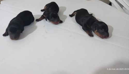 Ninhada de Basset disponível para venda (Salsicha)