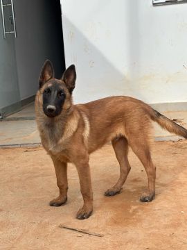 Filhote macho de Pastor Belga Malinois