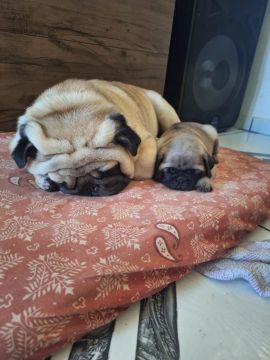 Um filhote de Pug
