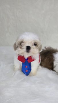Shih Tzu Macho