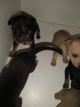 Pinscher saudáveis 