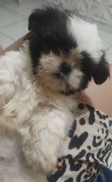 Cachorro muito fiel 1