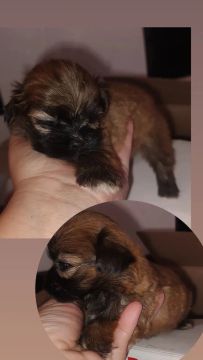 Filhotes Shih Tzu - Lindos e Carinhosos