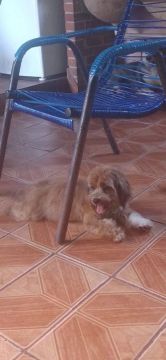 Filhote de Shitzu 5 meses vacinado e vermifugado conforme a idade 