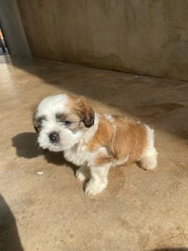 Filhote de Shih Tzu Puro